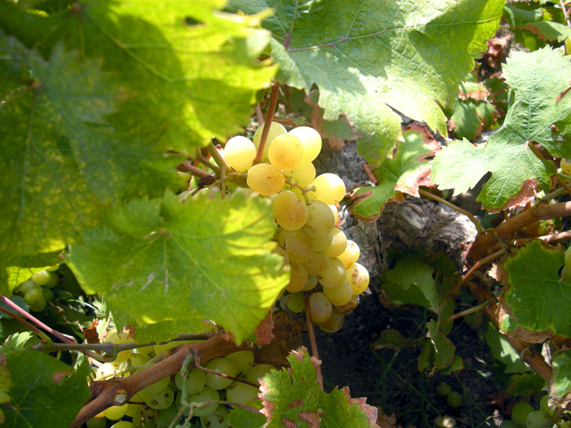 Zibibbo grapes grown at Donnafugata vineyard on Pantelleria
