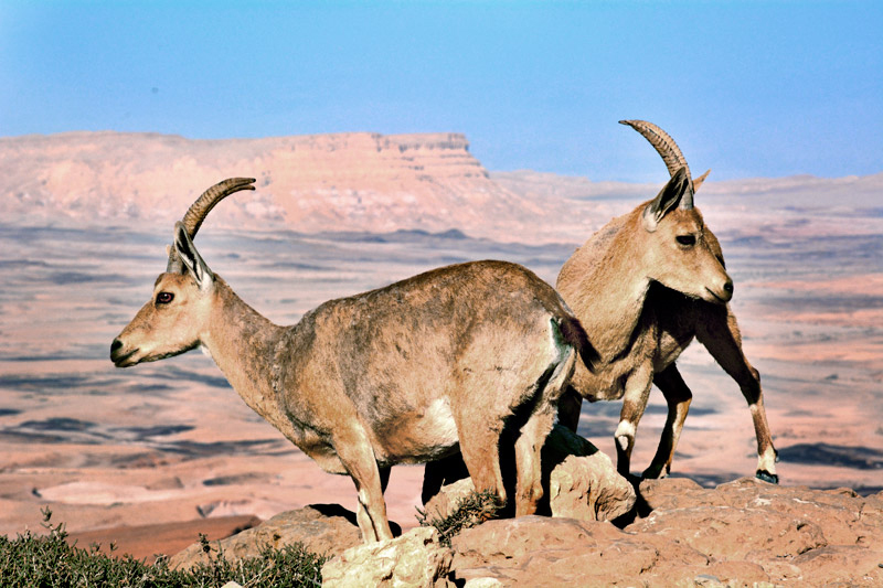 Ibex at the edge of the Ramon Crater, Negev Desert - Photo by Hideaway Report editor