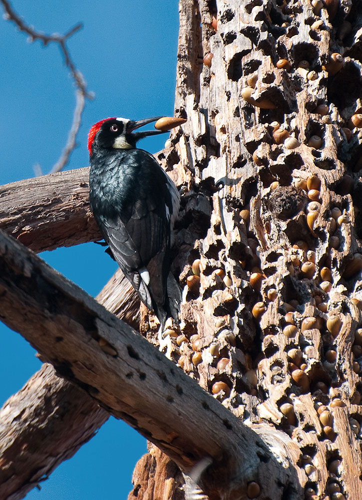 An acorn woodpecker near Mission Ranch in Carmel-by-the-Sea, California - Johnath/Wikimedia