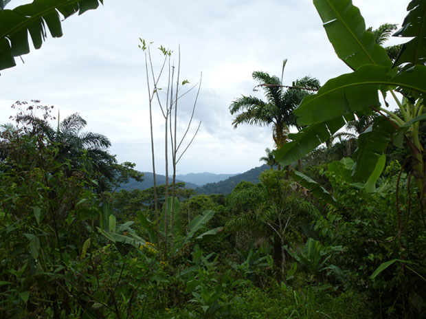 cloud-forest-costa-rica-blog