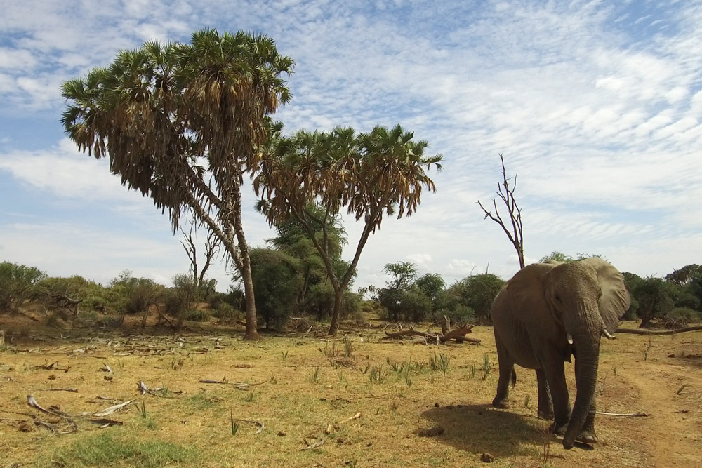 Elephant in Samburu National Reserve - Scott Dubois