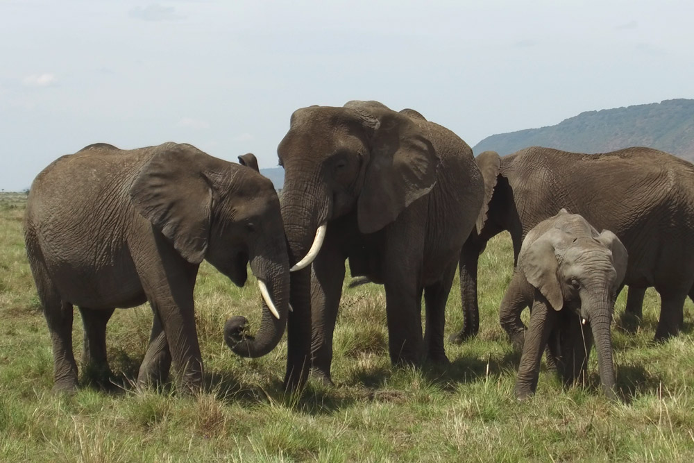 Elephants on the Maasai Mara - Scott Dubois