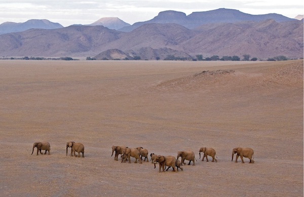 elephants