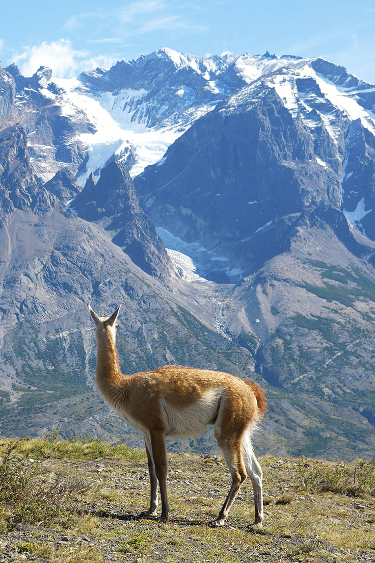 Guanaco in Torres del Paine National Park.