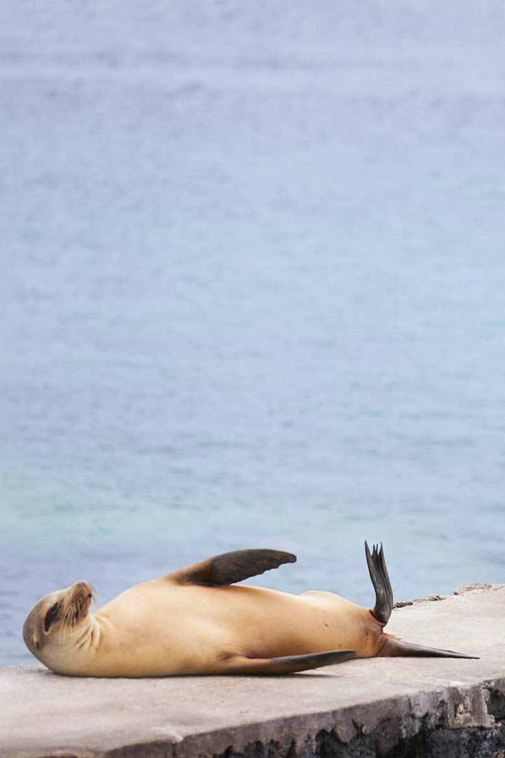A sea lion on a Galapagos island.