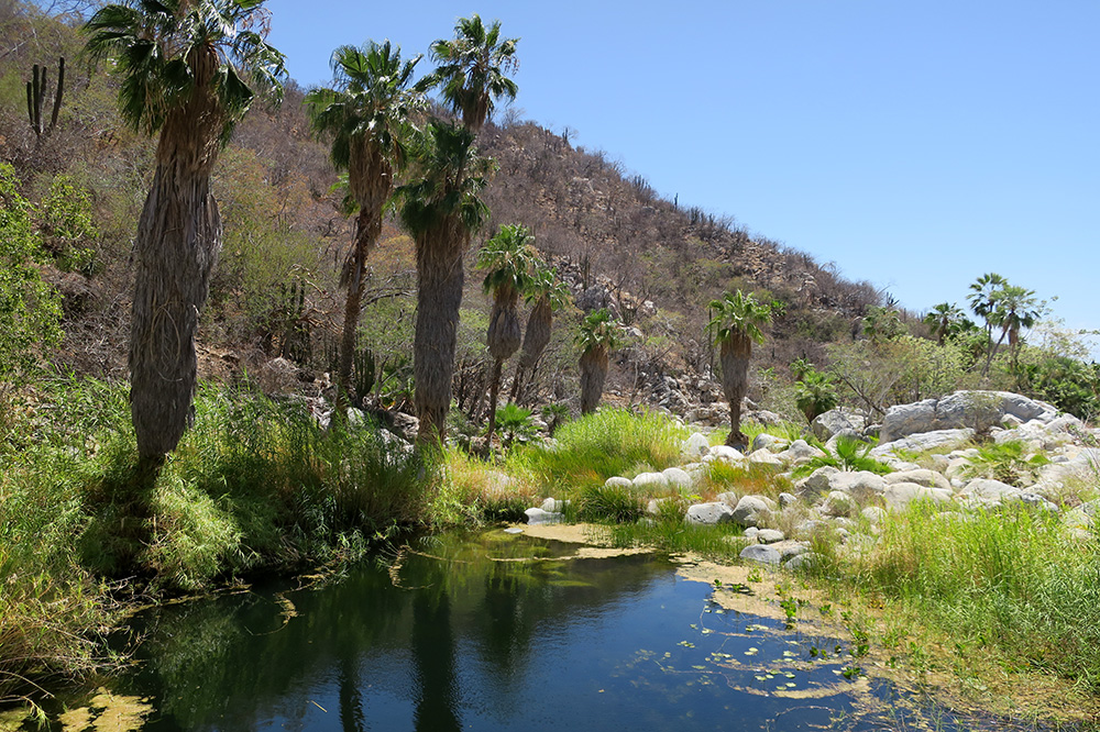 A freshwater pool in the Sierra de la Laguna nature reserve in Baja California, Mexico - Photo by Hideaway Report editor
