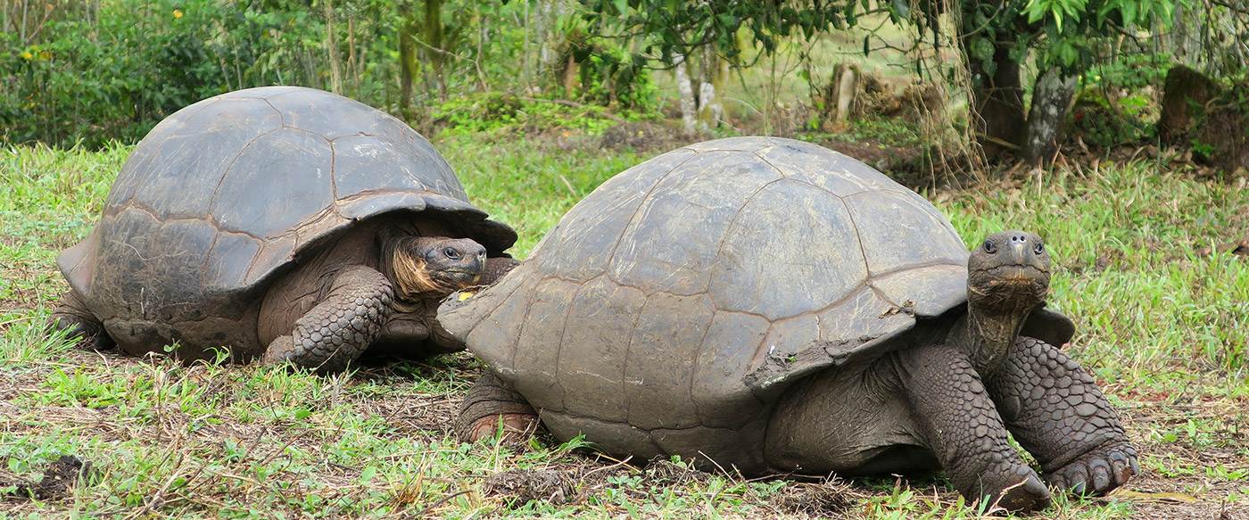 Giant Galápagos Tortoise Encounter 