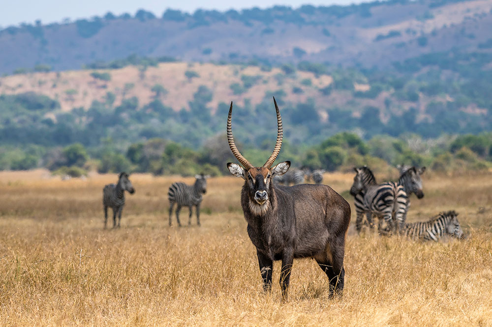 Wilderness Safaris' New Camp in Rwanda: Magashi | Hideaway Report