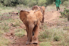 Jasiri the Elephant