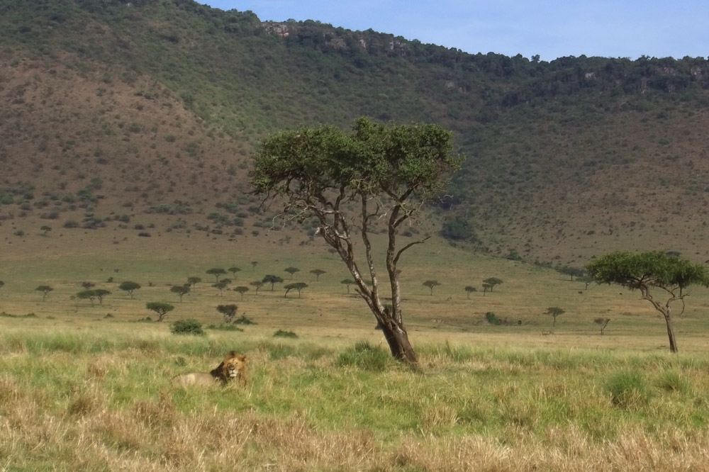 Male lion on the Maasai Mara - Scott Dubois