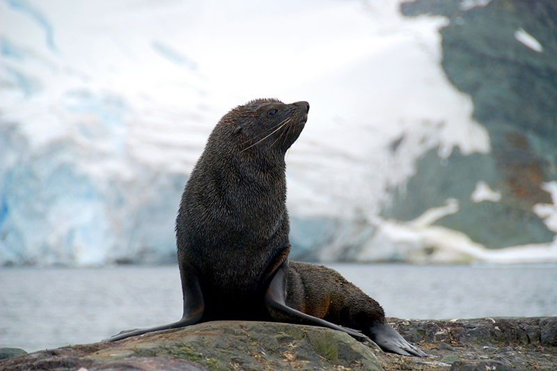 Antarctic fur seal at Mikkelsen Harbour - Photo by Hideaway Report editor