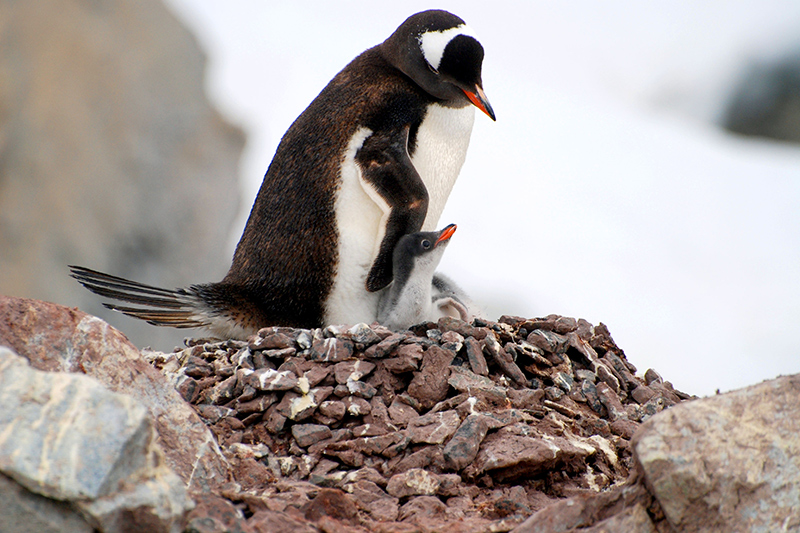 Gentoo penguins on Booth Island - Photo by Hideaway Report editor