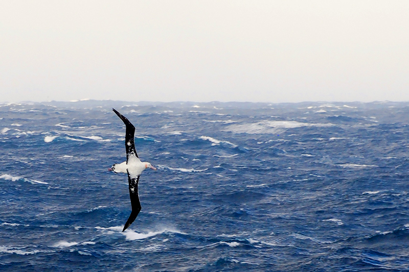 Albatross flying over the Drake Passage - Photo by Hideaway Report editor