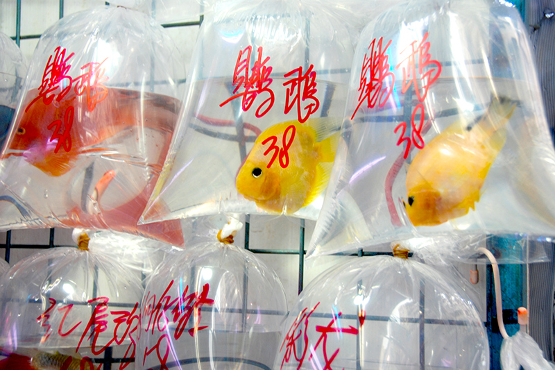 A display of goldfish, believed by the Chinese to bring good luck - Photo by Hideaway Report editor