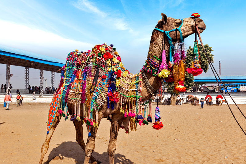 An extravagantly decked camel at the Pushkar Camel Fair - © f9photos/Thinkstock