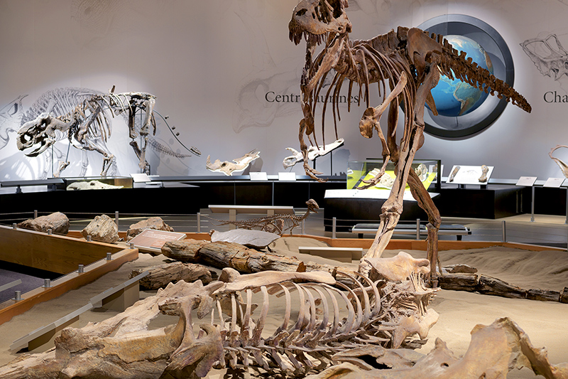 Various displays of skeletons and other remains in the Dinosaur Hall exhibit - Courtesy of The Royal Tyrrell Museum of Paleontology