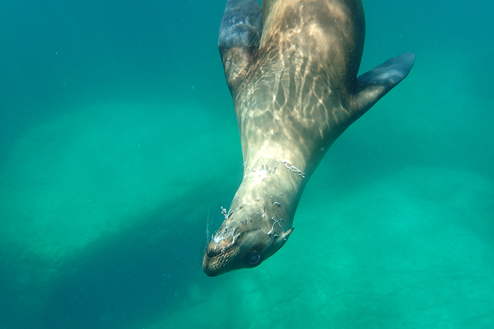A sea lion we saw while snorkeling during our excursion to Isla Espíritu Santo near La Paz, Mexico - Photo by Hideaway Report editor