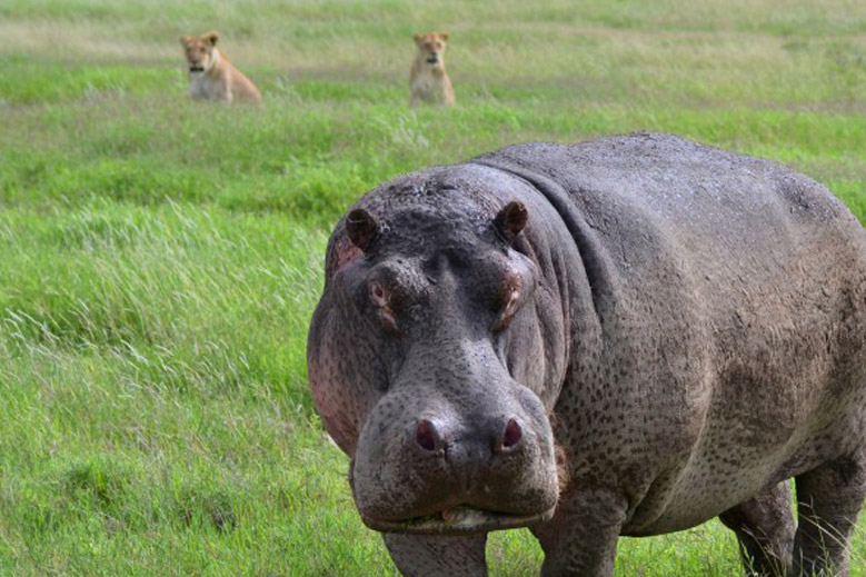 Travel Photo of the Week: A Lone Hippo in Kenya