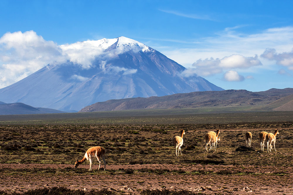 Vicuñas near Arequipa, Peru - Kseniya Ragozina/Getty Images/iStockphoto