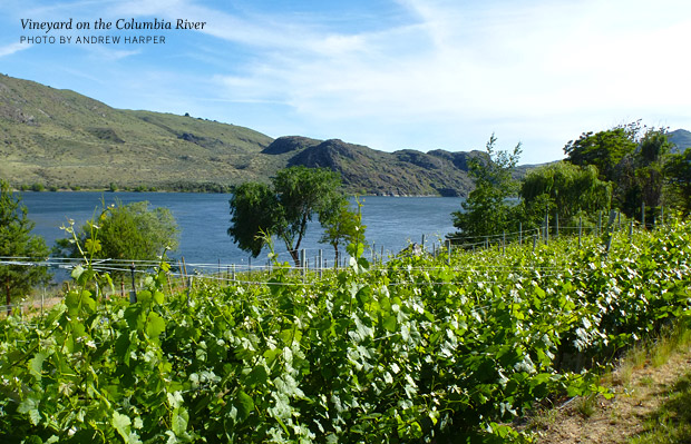 Vineyard on the Columbia River