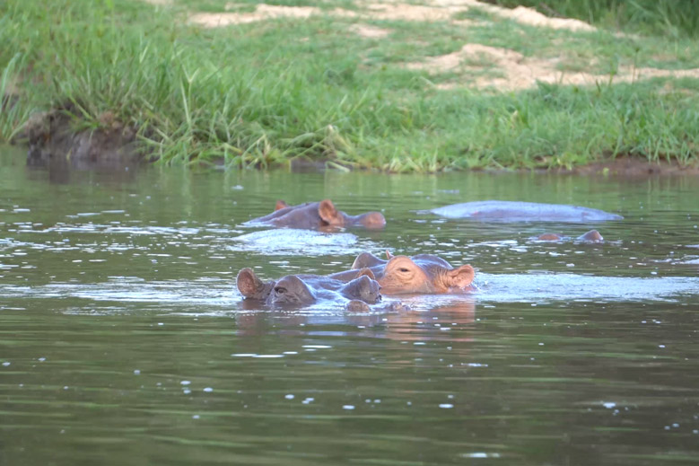 Zambezi River Wildlife Video Hippo Baboon Warthog More   Zambezi River Index Wildlife 